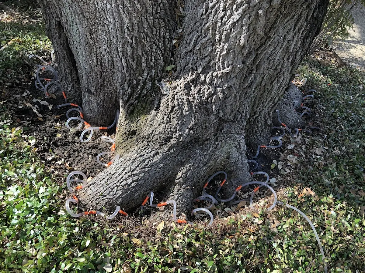 Detailed Tree Cabling and Bracing job site in Minier